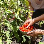 récolte_tomates_potager