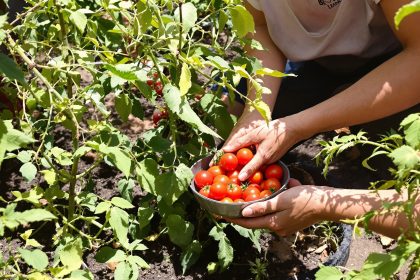 récolte_tomates_potager