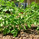 tomate_potager_sain
