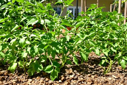 tomate_potager_sain