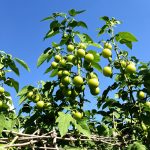tomates_jardin_tuteurs
