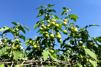 tomates_jardin_tuteurs
