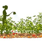 Cultiver_Tomates_Organique