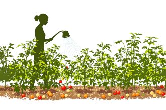 Cultiver_Tomates_Organique