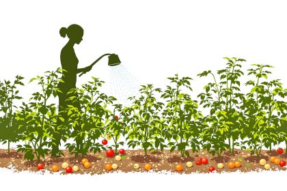 Cultiver_Tomates_Organique