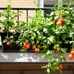 jardin_balcon_tomates