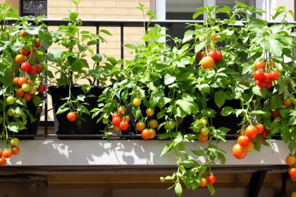 jardin_balcon_tomates