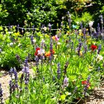 jardin-fraisiers-paillage-abeilles
