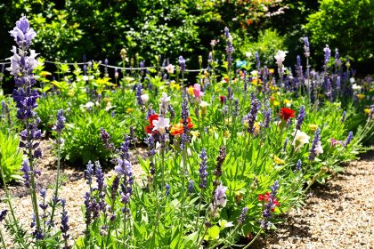 jardin-fraisiers-paillage-abeilles