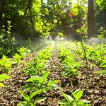 jardin_juin_semi_pousses