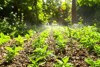jardin_juin_semi_pousses