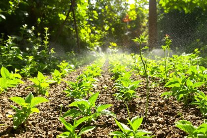 jardin_juin_semi_pousses