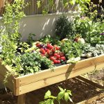 jardin-legumes-herbes