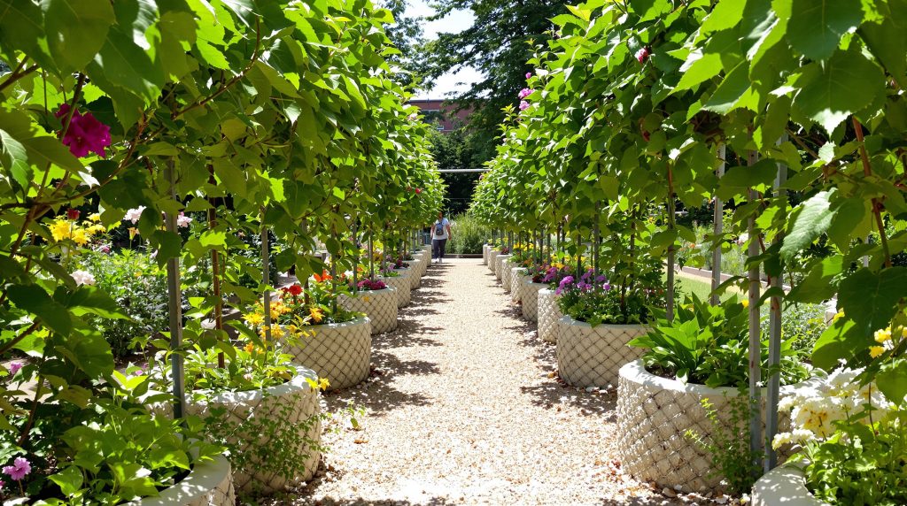 Jardin_potager_blettes_luxuriantes