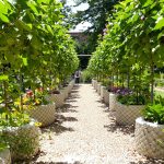Jardin_potager_blettes_luxuriantes