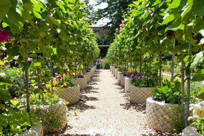 Jardin_potager_blettes_luxuriantes