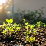 JardinPrintanierProtection.