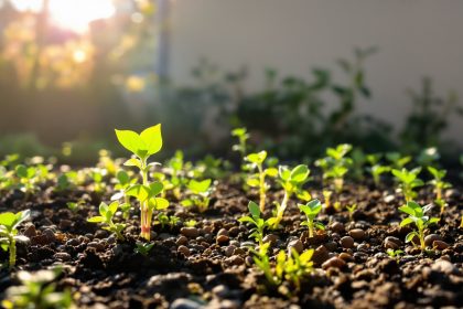 JardinPrintanierProtection.