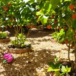 Paillage_Fraisiers_Soleil