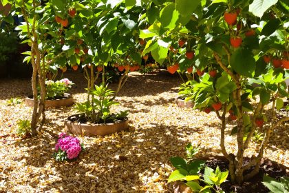 Paillage_Fraisiers_Soleil