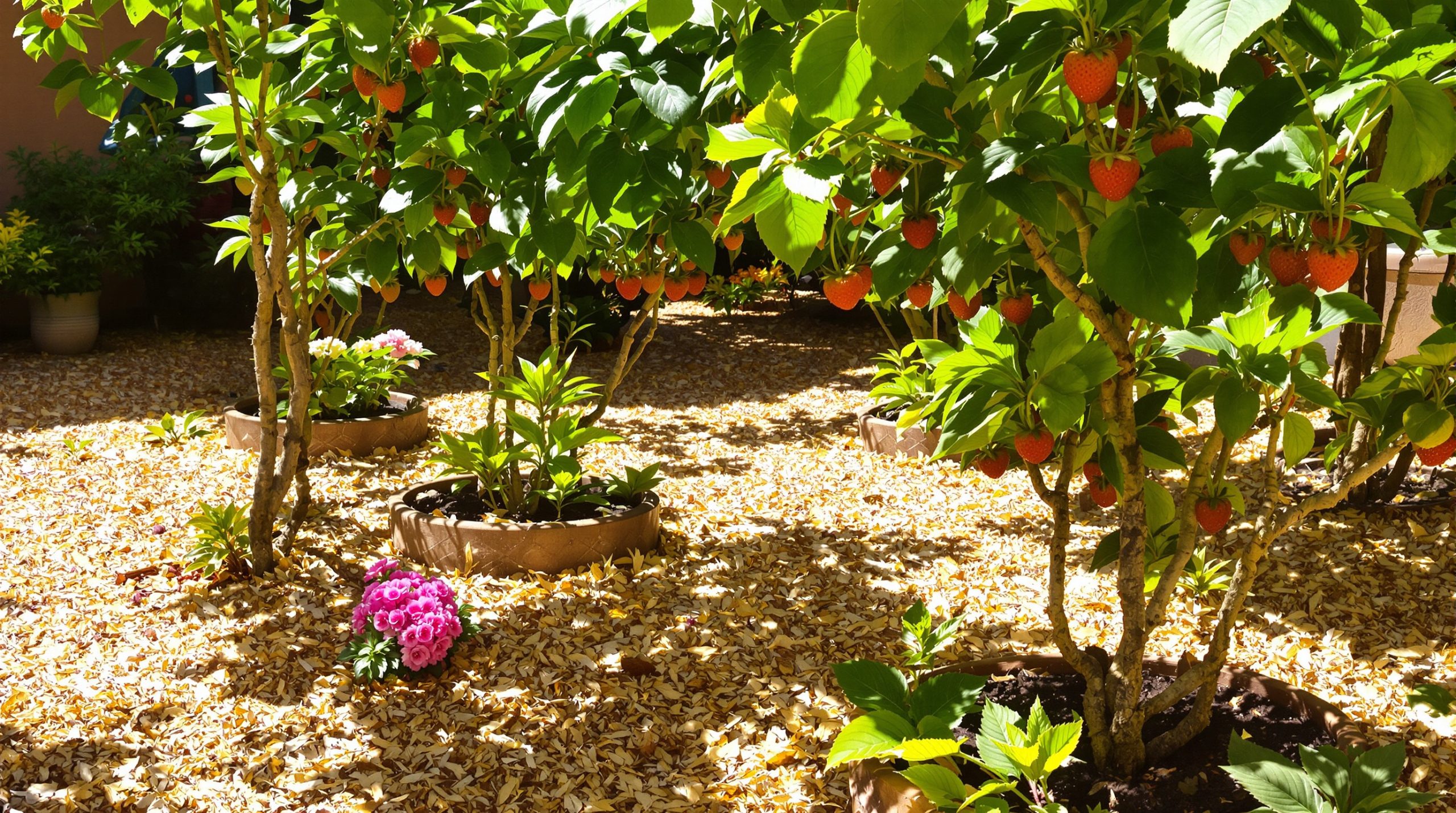 Paillage_Fraisiers_Soleil