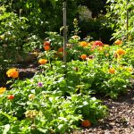 Potager_Écologique