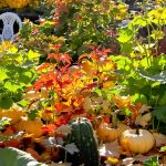 Potager_Automnal