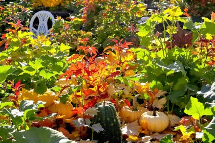Potager_Automnal