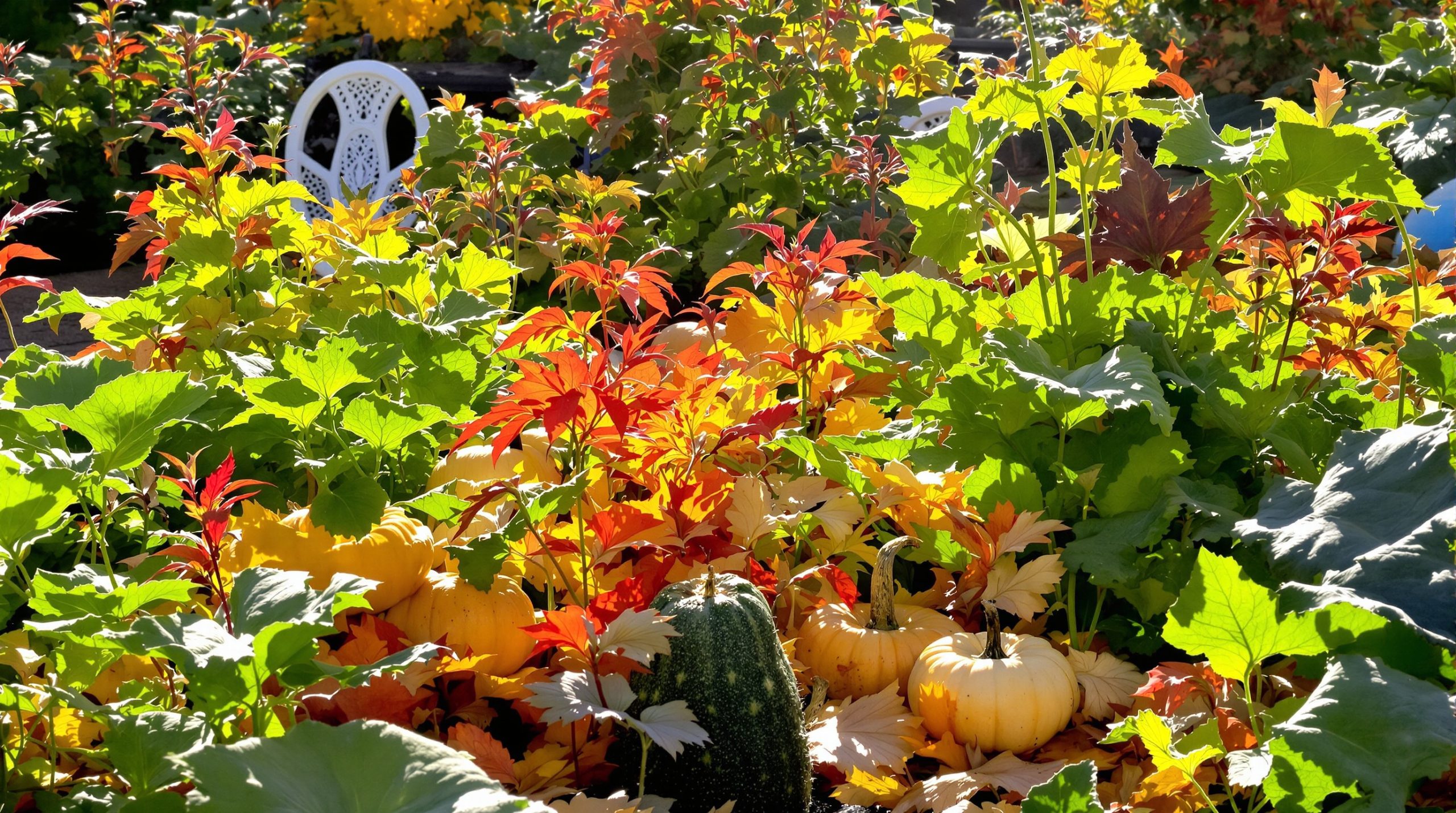 Potager_Automnal