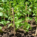 potager_tomates_pinces
