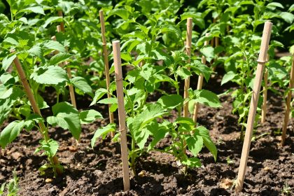 potager_tomates_pinces