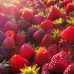 récolte_fraises_champ